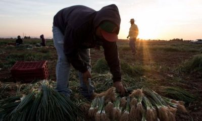 Campesinos mexicanos son esclavos en Canada