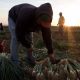 Campesinos mexicanos son esclavos en Canada