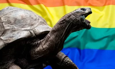 jonhatan, tortuga gay