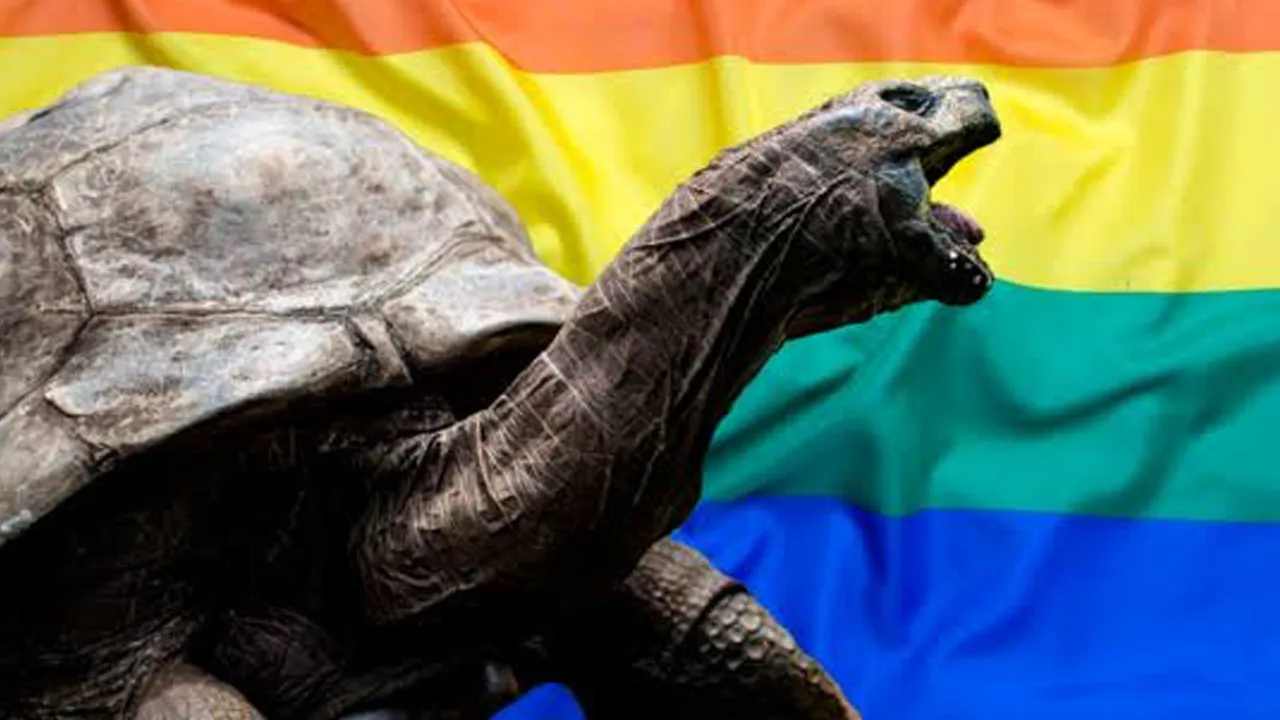 jonhatan, tortuga gay