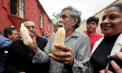 sigue la bronca por maíz transgénico