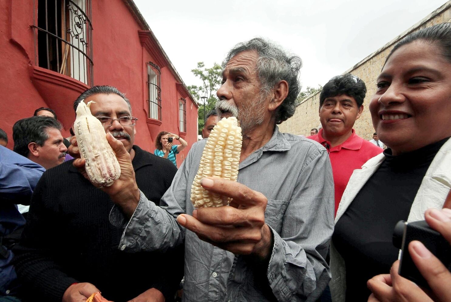 sigue la bronca por maíz transgénico